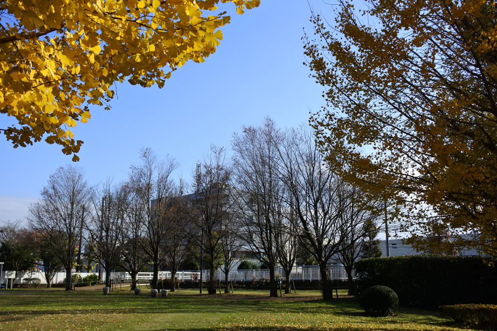 晩秋の公園