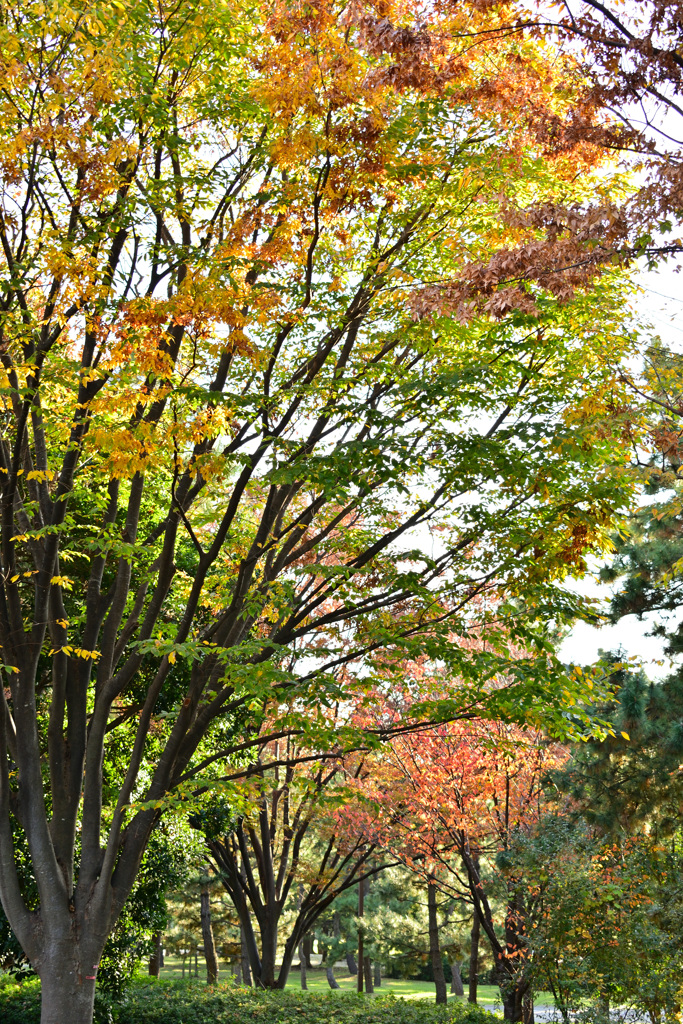 秋色木もれ日