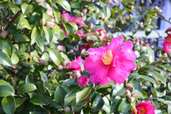 冬の花