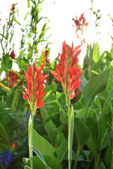 光の花