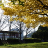 小春日和