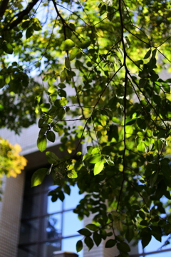 大学