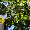 大学