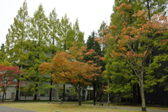 緑と紅葉