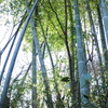竹