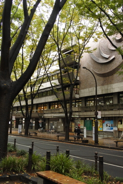 雨上がりの林