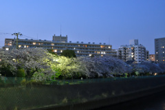 川辺の夜桜