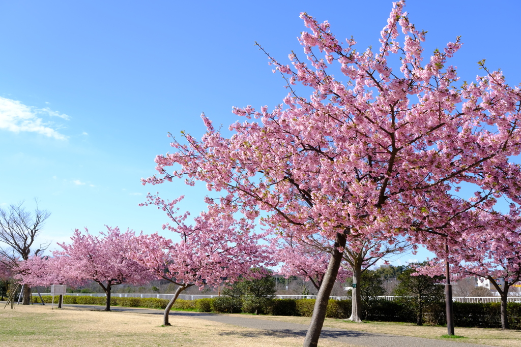 桜、咲いたね