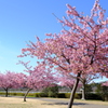 桜、咲いたね