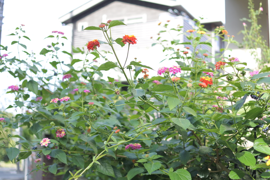 道端の花