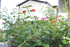 道端の花
