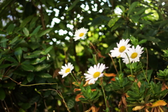 日陰の花