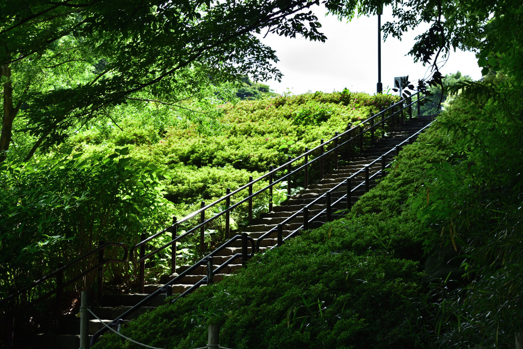 緑の階段
