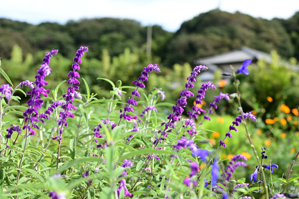 明るい秋の野原