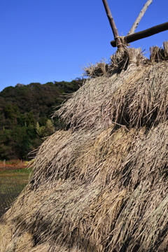 天日干し