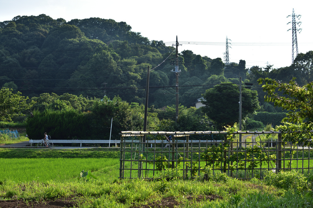 田園