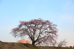 七草木桜