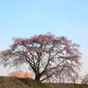 七草木桜