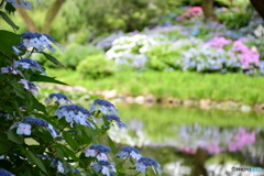 紫陽花咲いた