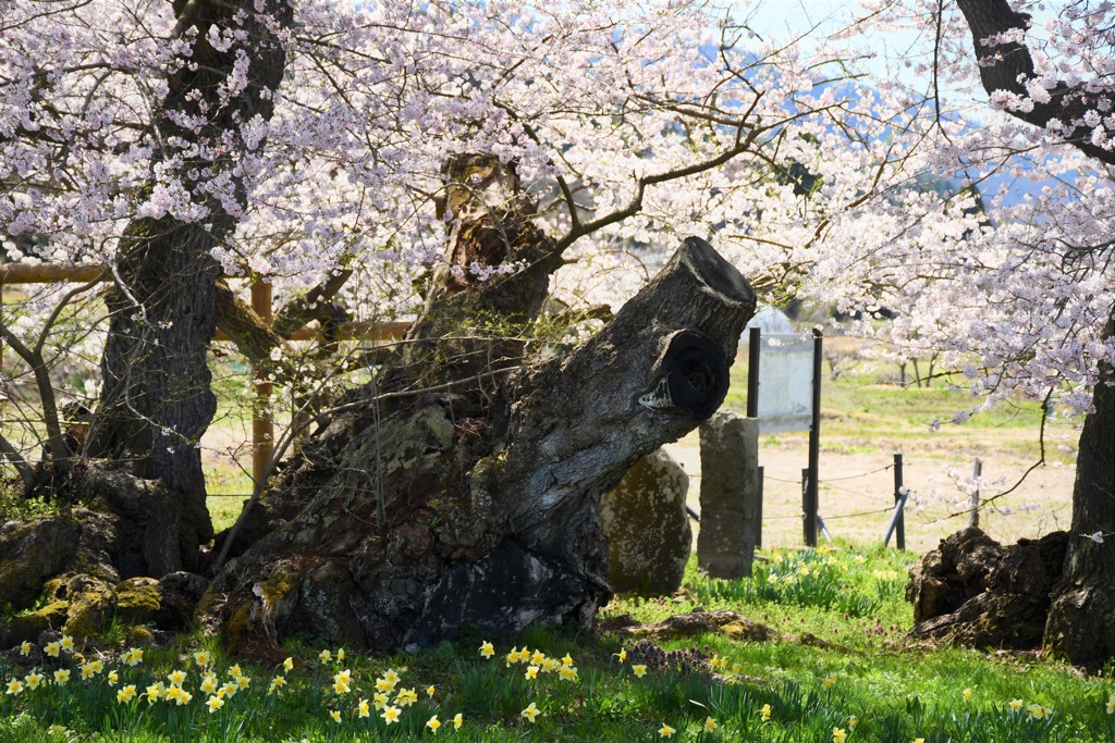 会津若松石部桜