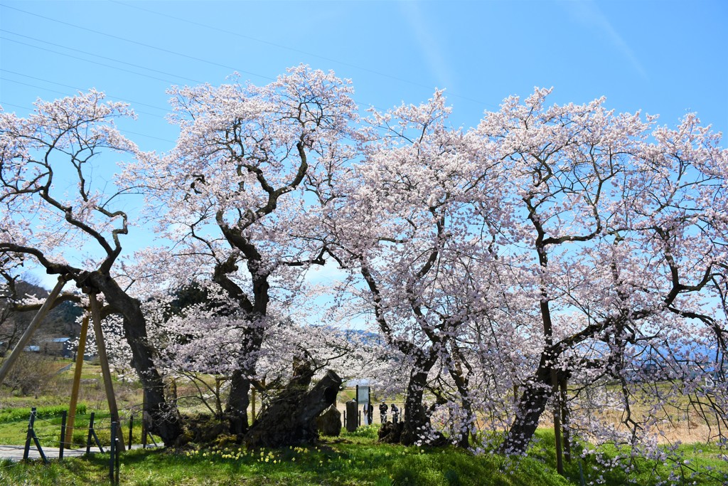 会津若松石部桜