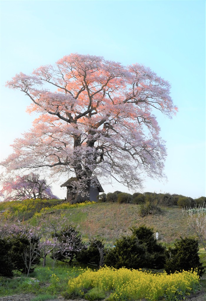 七草木天神桜