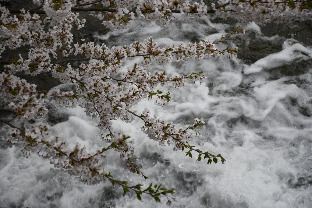 桜と水の流れ