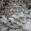 桜と水の流れ