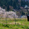 石部桜とともに