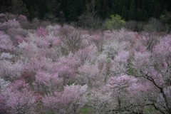 桜峠　夢をみているようでした