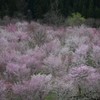 桜峠　夢をみているようでした