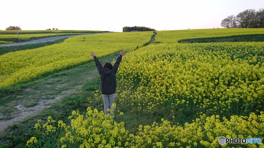 菜の花いっぱい