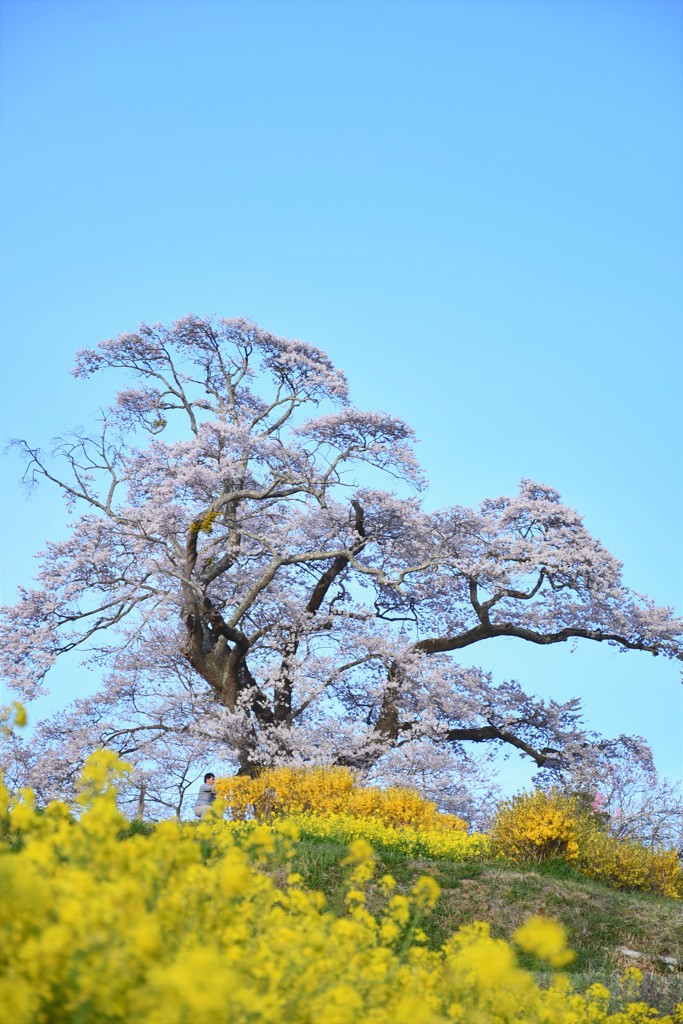 塩の崎大桜