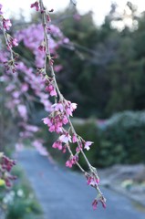 桜、そっと咲く