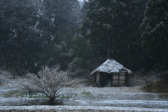 一本桜となごり雪