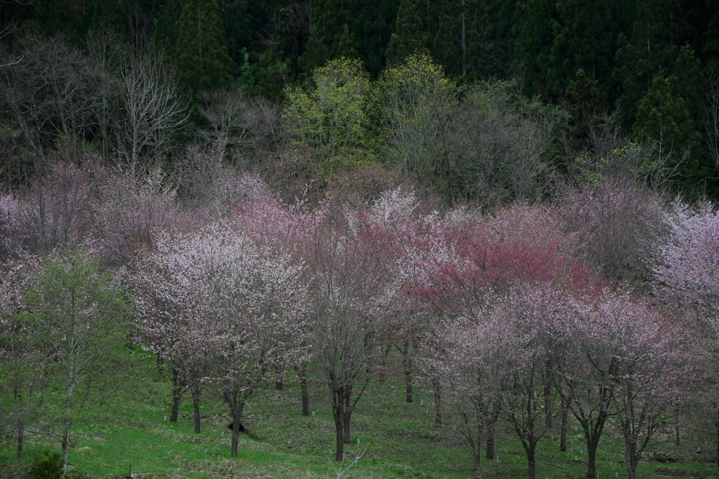桜峠