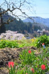 石部桜とともに