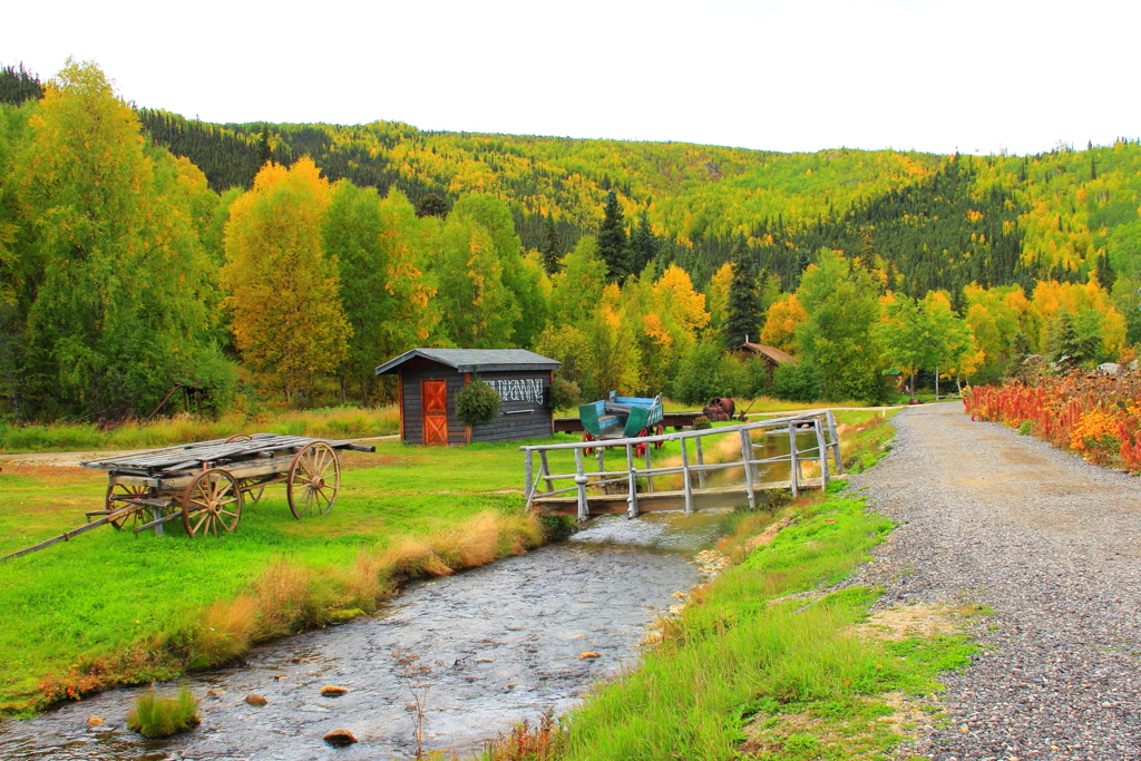 アラスカの黄葉