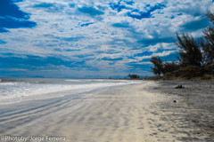 Restinga Marambaia - RJ - Brasil
