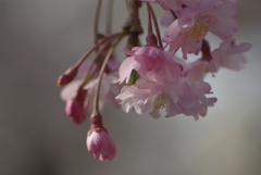 桜咲く５