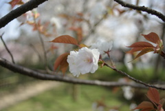 桜咲く１