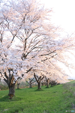 夕日の桜
