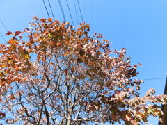 秋の空