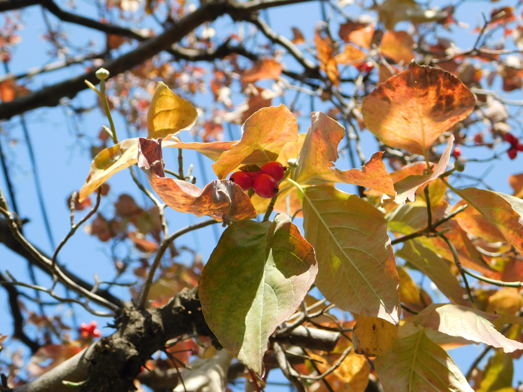 紅葉の実に虫がくっついてた
