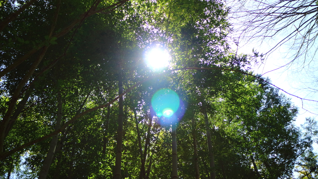 太陽と戯れる