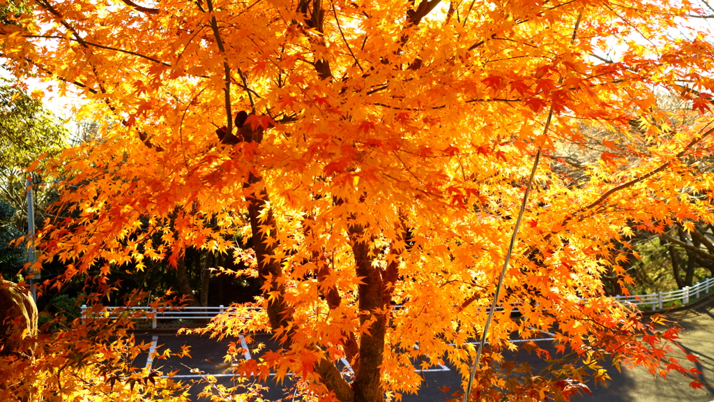 自家蛍光紅葉
