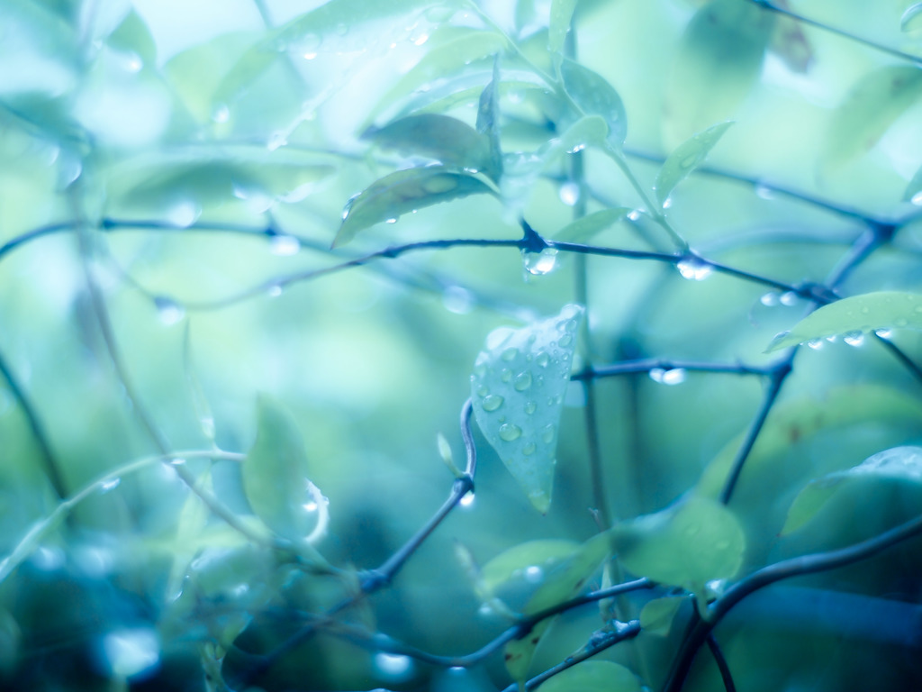 雨にうたれて