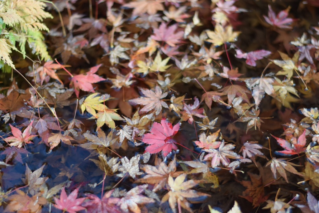 環境芸術の森