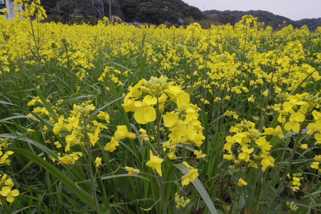 菜の花_3