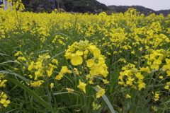 菜の花_3